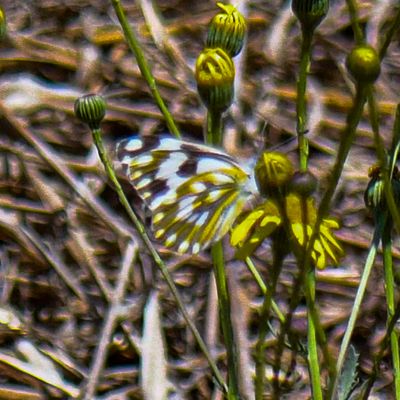 Meadow White
