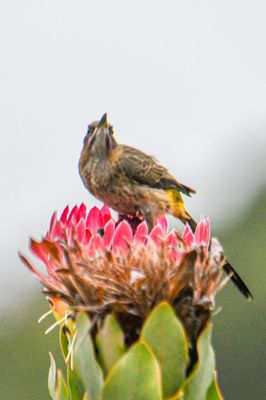 Cape Sugarbird