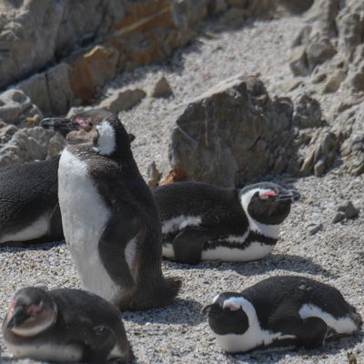 African Penguin