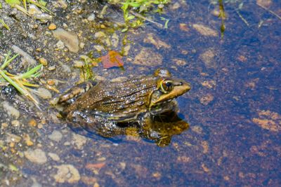 Cape River Frog