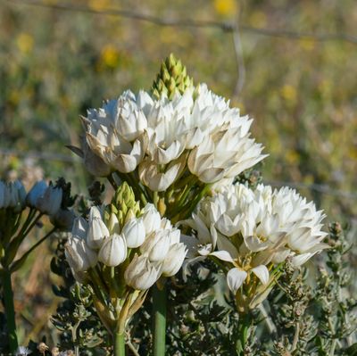 Chincherinchee