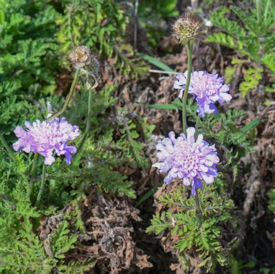 Cape Scabious