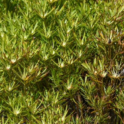 Sickleleaf conebush