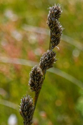 Broom Tetrar
