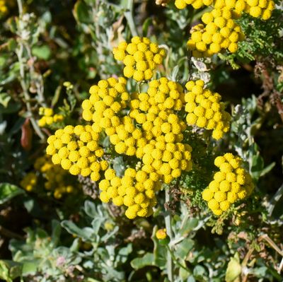 Sandveld Stinkweed