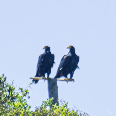 Verreaux's Eagle