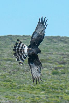 Black Harrier