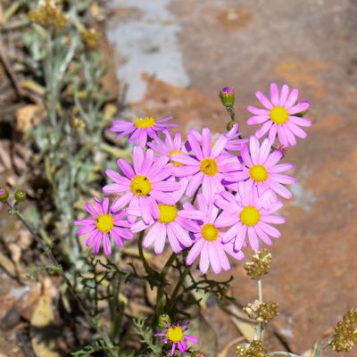 Woad-leaved Ragwort