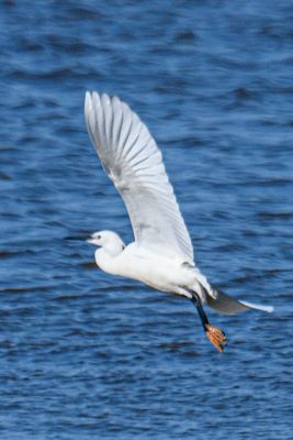 Little Egret