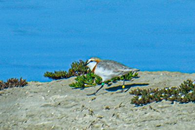 Chestnut-banded Plover