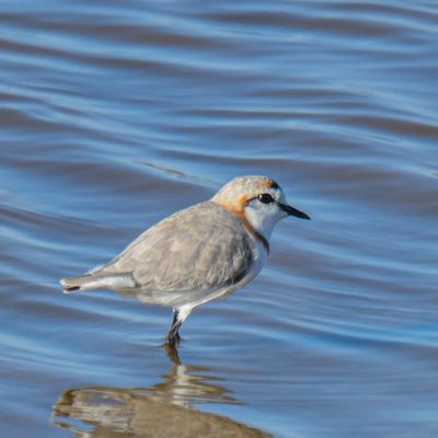 Chestnut-banded Plover