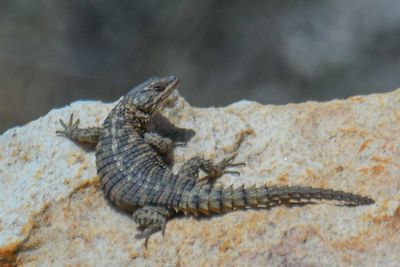 Cape Girdled Lizard