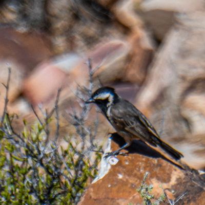 Grey Tit