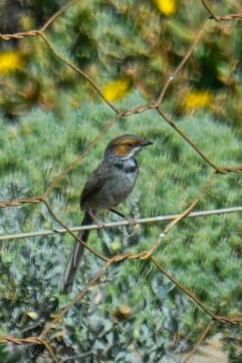 Rufous-eared Warbler