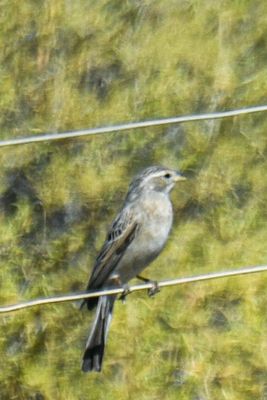 Lark-like Bunting