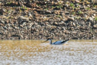 Pied Avocet