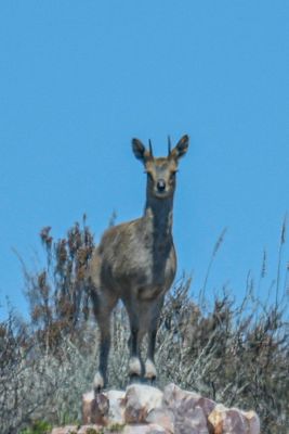 Cape Klipspringer