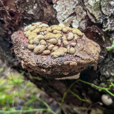 Trichoderma pulvinatum