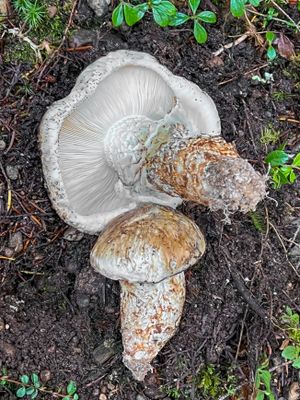 g13/91/1048091/3/175072699.f8e0ed51.JPEG