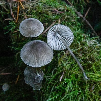 g13/91/1048091/3/175074356.e6e66e35.JPEG