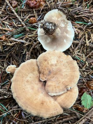 Fungi of the Pacific Northwest