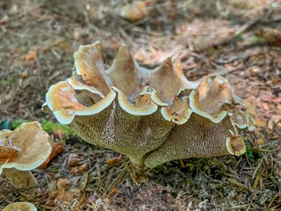 Fungi of the Pacific Northwest