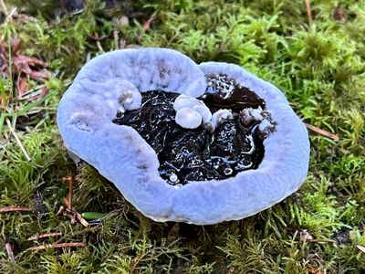 Fungi of the Pacific Northwest