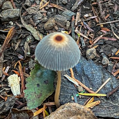 Fungi of the Pacific Northwest
