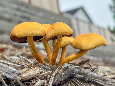 Fungi of the Pacific Northwest