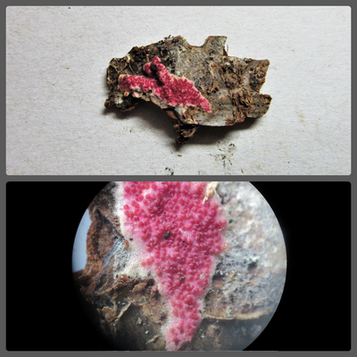 Hypomyces rosellus on white crust fungus on pine bark Manton Pit Wood Worksop Notts 2022-9-19.jpg