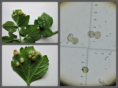 Puccinia smyrnii aecia on leaf upper & lower surfaces of Alexanders Langold CP Notts 2023-3-19.jpg