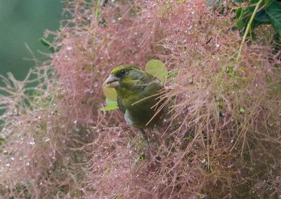 Garden birds