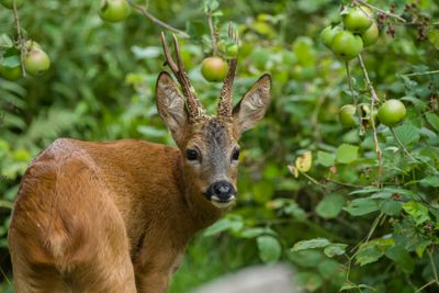 Deer in the Garden