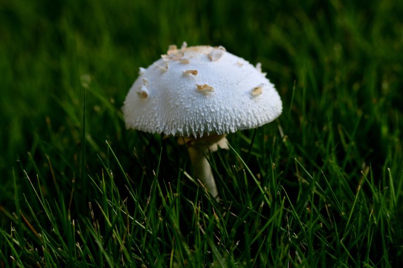  Parasol mushroom 1