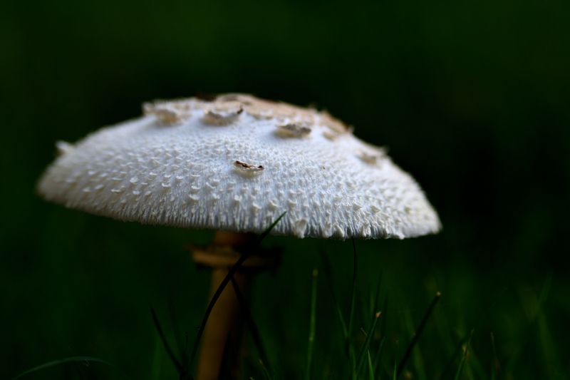  Parasol mushroom 2