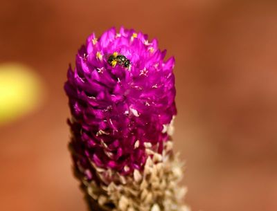 Pollen