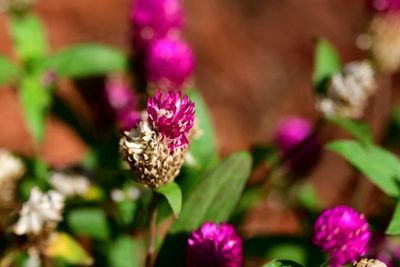 Globe Amaranth