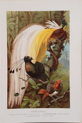 Paper