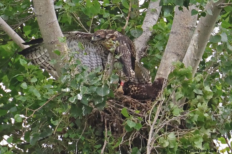 Banded by researchers!