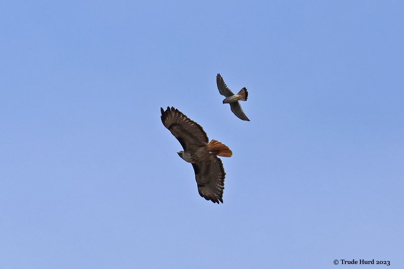 American Kestrel mobbing Red-tailed Hawk 