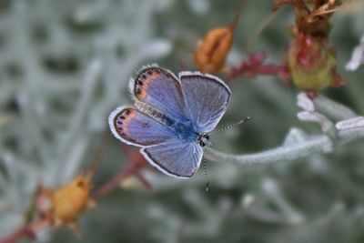 01 Acmon Blue on catalina silverlace