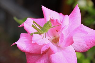 03 GRASSHOPPER ON ROSE 