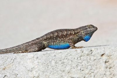 04 FENCE LIZARD DISPLAY