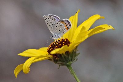 06 ACMON BLUE ON ENCELIA