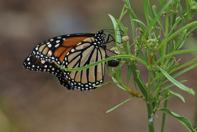 07 MONARCH LAY EGGS IMG_3726 x3000.jpg