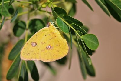 08 SULFUR BUTTERFLY LAY EGGS