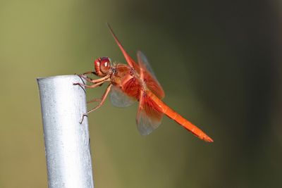 09 Flame Skimmer 