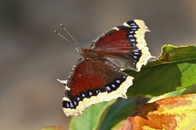 11 MOURNING CLOAK 
