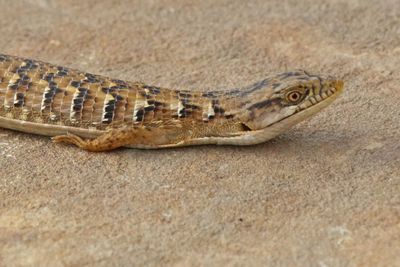 12 ALLIGATOR LIZARD