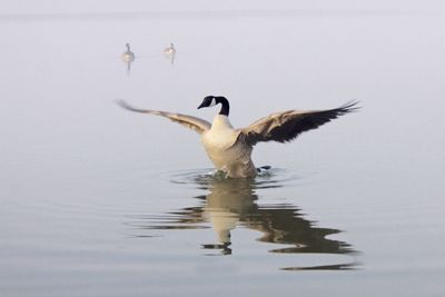 1 Canada Goose 